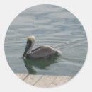 Search for pelicans stickers Brown pelican