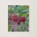 Search for chive photography Allium