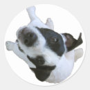 Search for jack russell terrier dog stickers Cute
