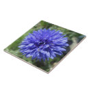 Search for bachelor tiles Cornflower