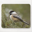 Search for capped chickadee electronics Nature