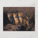 Search for vulpes Furbearing
