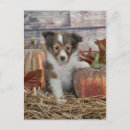 Search for shelties postcards Breed