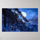 Search for fir tree posters Night