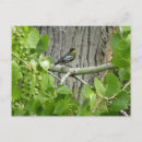 Search for warbler horizontal postcards Photography