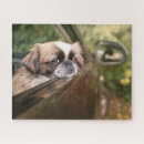 Search for pekingese puzzles Puppy