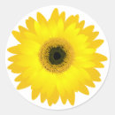 Search for gerbera daisies stickers Yellow