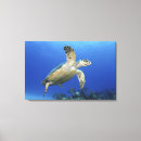 Search for sea turtle canvas prints Animals