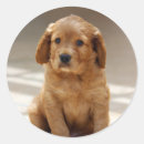 Search for dog eyes stickers Dogs