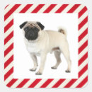Search for pug dogs stickers Pugs