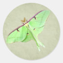 Search for luna moth stickers Entomology