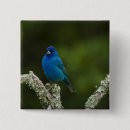 Search for indigo badges Bird