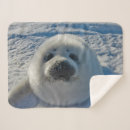 Search for seal blankets Young animal