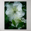 Search for white azalea art Floral
