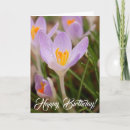 Search for crocus flower Happy birthday