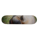 Search for bulldog skateboards Frenchie