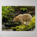 Search for spirit bear posters British columbia