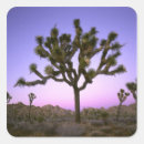 Search for joshua tree stickers Sunset