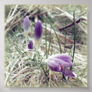 Search for spring crocus posters Floral