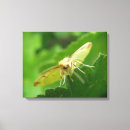 Search for moth canvas prints Insects