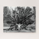 Search for sequioa Tree