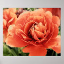 Search for ranunculus posters Orange