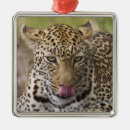 Search for wildcat christmas tree decorations Leopard