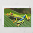 Search for tree frog cards Colourful