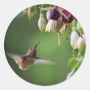 Search for hummingbird stickers Animals
