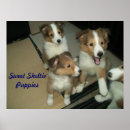 Search for sheltie posters Dogs