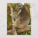 Search for koala bear postcards Zoo