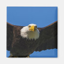 Search for eagle eyes magnets Close up