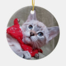 Search for lynx point siamese Kitty