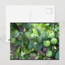 Search for plums postcards Plum tree