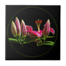 Search for stargazer lily decor Blossom