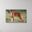 Search for boxer dog canvas prints Canine photographer