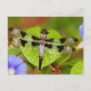 Search for antenna postcards Flower