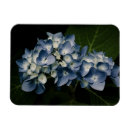 Search for blue hydrangeas magnets Plant