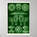 Search for cnidaria posters Squirrox