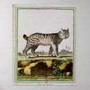 Search for lynx posters Feline