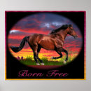 Search for born art Horses