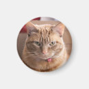 Search for serious magnets Cat