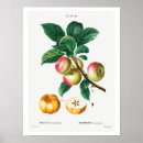 Search for vintage botanical posters Fruit
