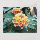 Search for lantana postcards Garden