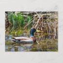Search for mallards postcards Water