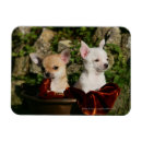 Search for weeks magnets Chihuahua