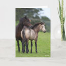 Search for section cards Horses