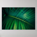 Search for green palm leaf posters Exotic