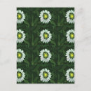 Search for coneflower postcards Nature