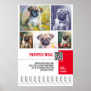 Search for puppy posters Pug